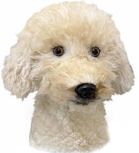 Furever Clone 797457095863 New Cream Doodle Golf Driver Headcover