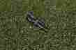 V2805701 Taylor Made R1 Adapter 350 Tip Black Golf Right-handed New