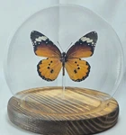 Danaus Chrysippus - African Monarch Dome. Wooden Base. Fixed Price $51.05.