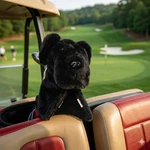 Daphnes Headcovers Black Dog Scottie Terrier Plush Golf Club Driver. Fixed Price $13.50.