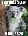 Funny Koala Bear Refrigerator / Tool Box Locker Magnet. Fixed Price $8.00.